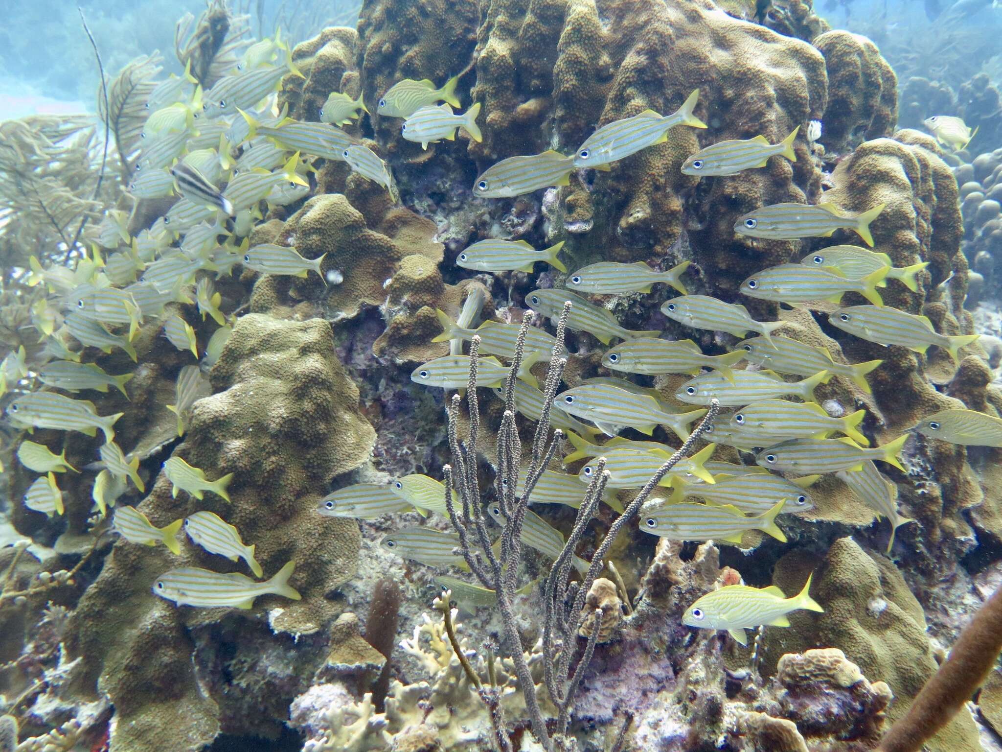 Image of Smallmouth Grunt