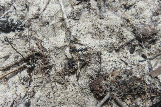 Image of Myrmecia clarki Crawley 1922