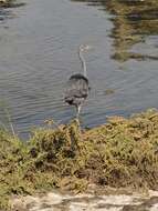 Image of Western Reef Heron