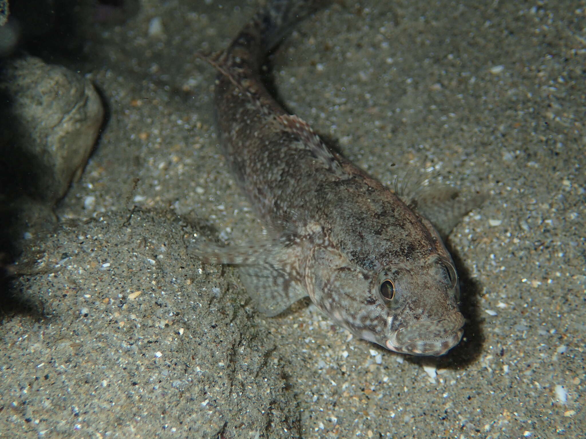 Image of Rock Goby