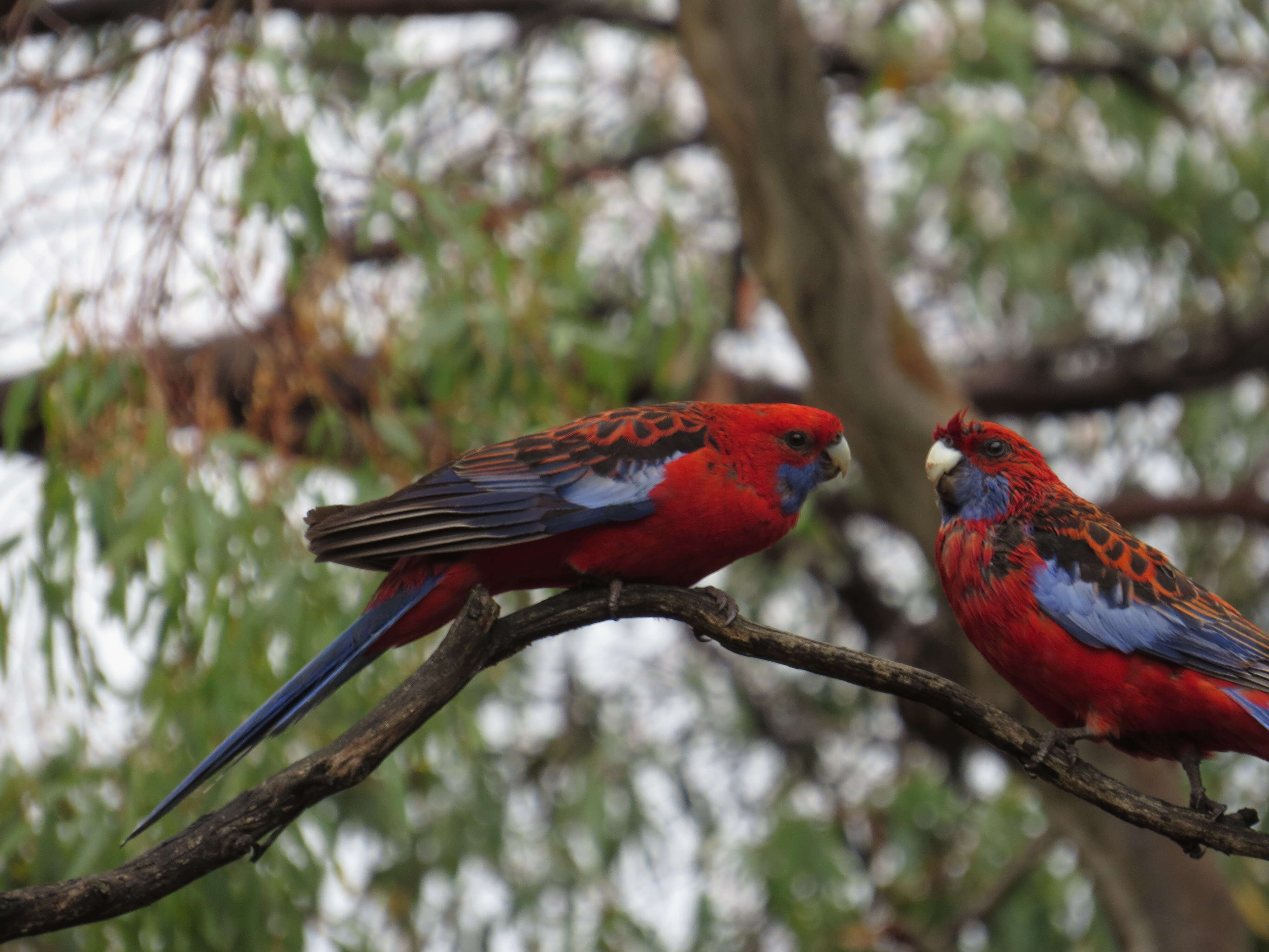 Image of Crimson Rosella