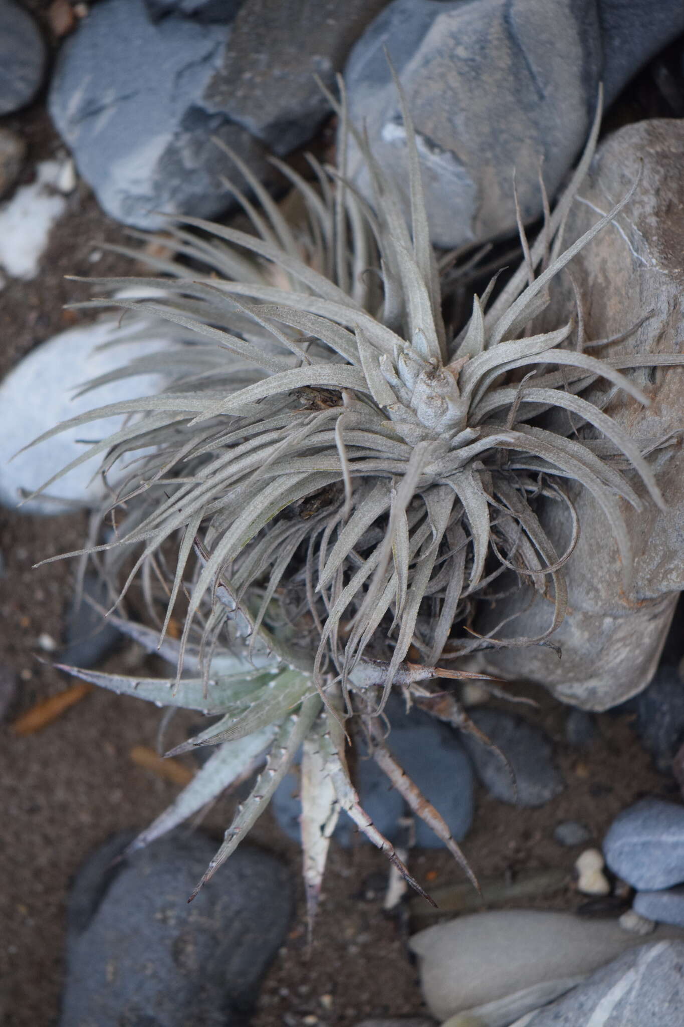 Image of Tillandsia karwinskyana Schult. & Schult. fil.