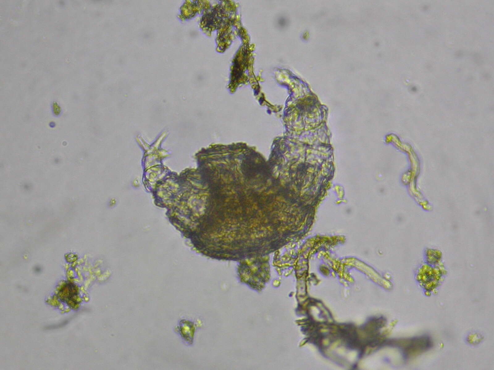 Image of Bdelloidea