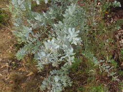 Image of cootamundra wattle