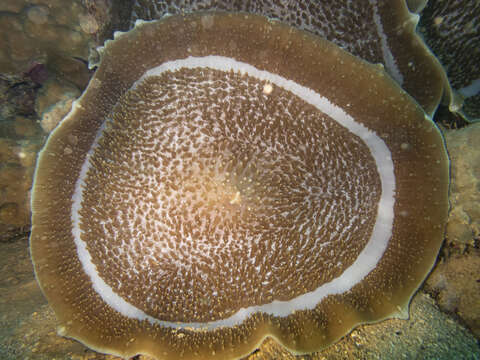 Image of Amplexidiscus Dunn & Hamner 1980