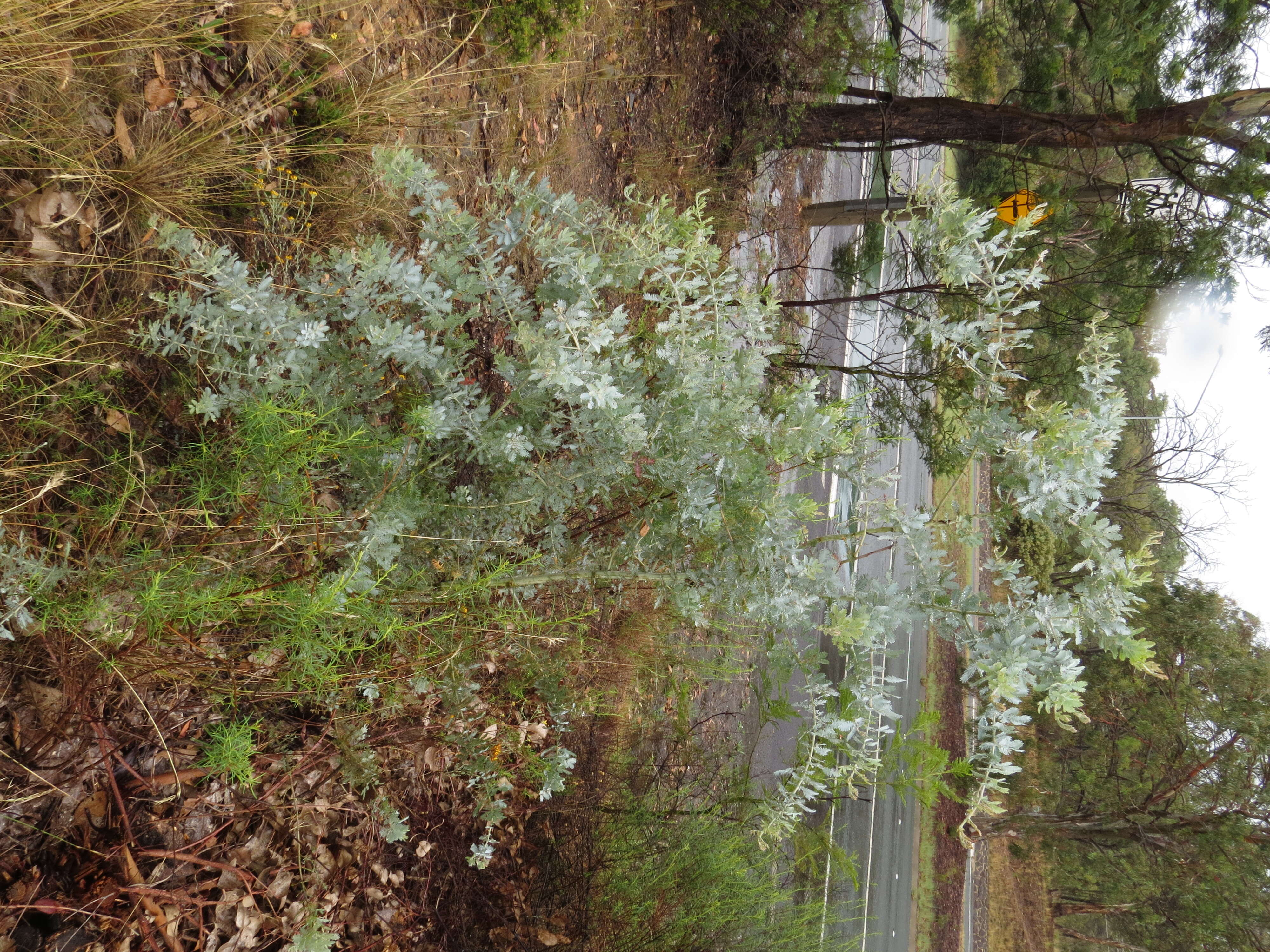 Image of cootamundra wattle