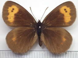 Image of Erebia niphonica Janson 1877