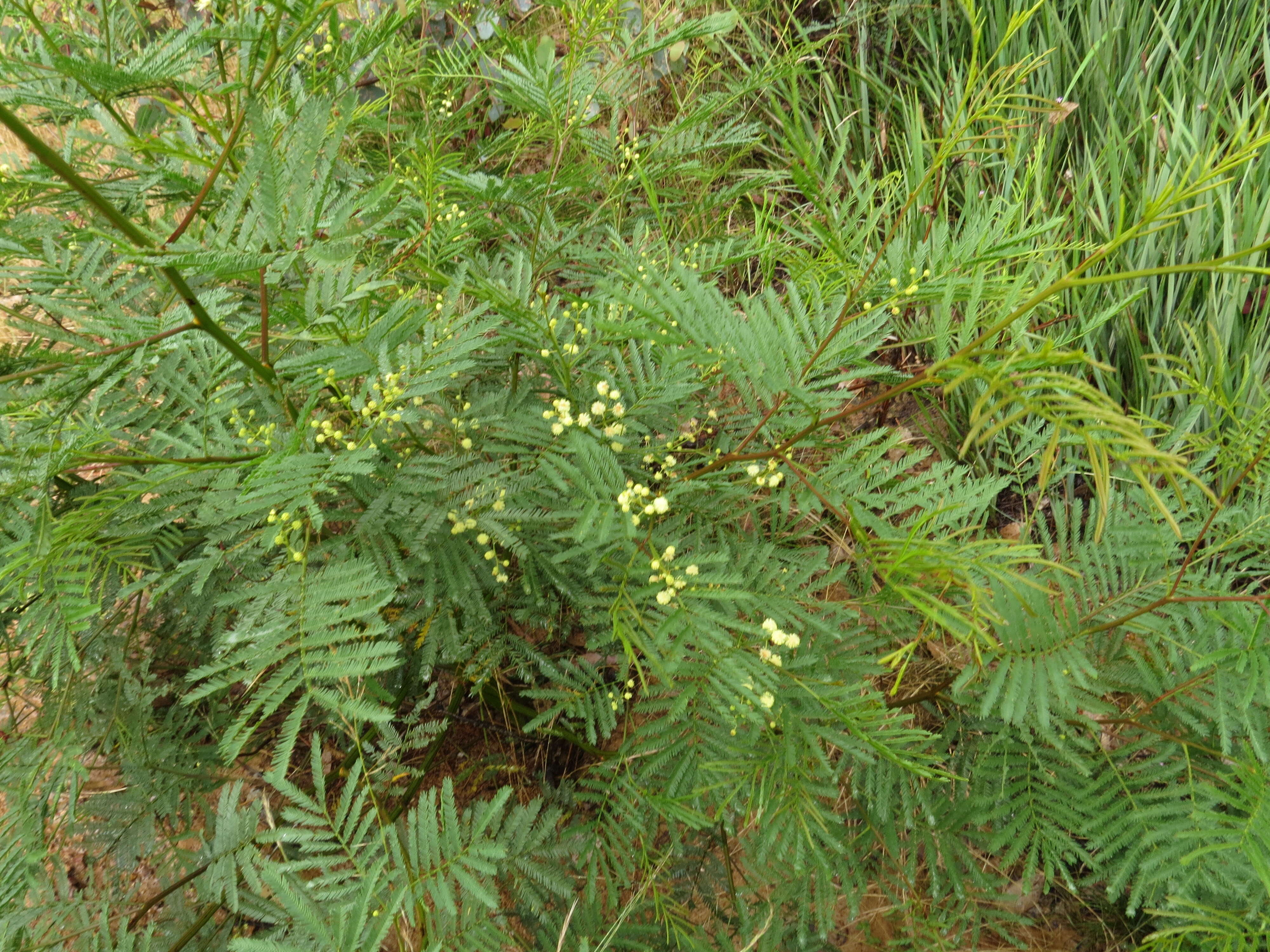 Image of black wattle