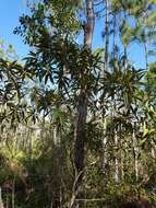 صورة Miconia bicolor (Mill.) Triana