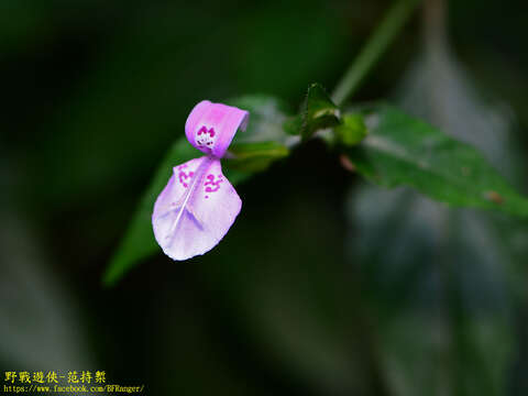 Image of Dicliptera japonica (Thunb.) Makino