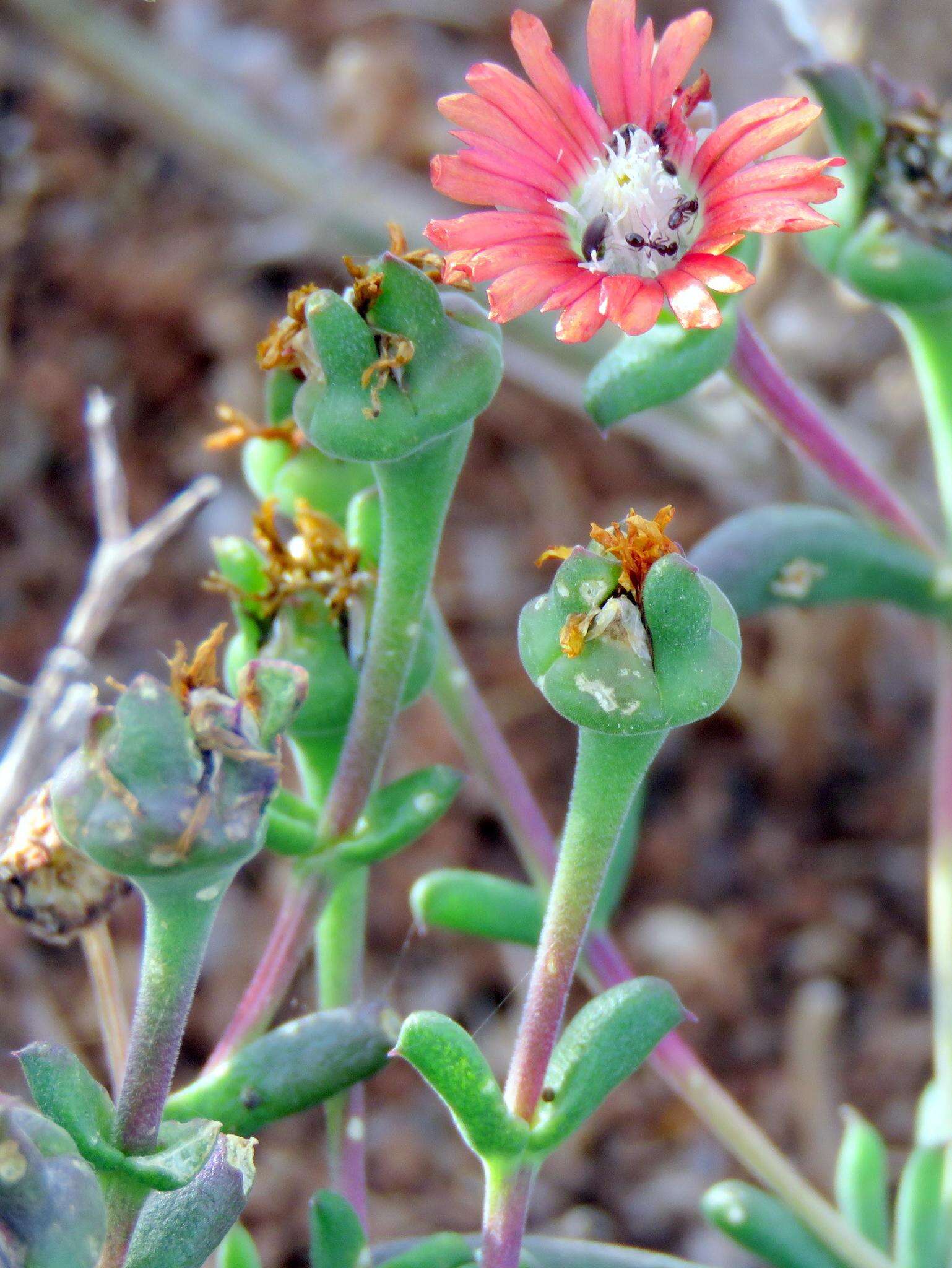 Image of Delosperma multiflorum L. Bol.