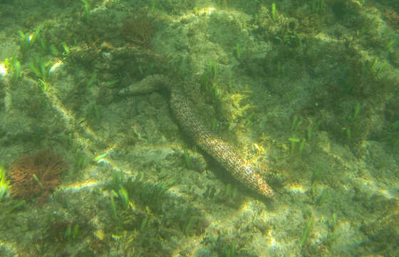 Image of Jewel moray