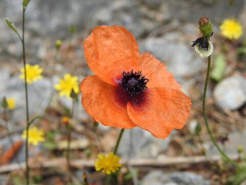 Image of Papaver apulum Ten.