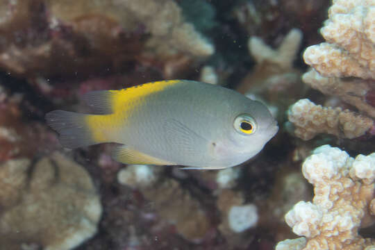 Image of Damselfish