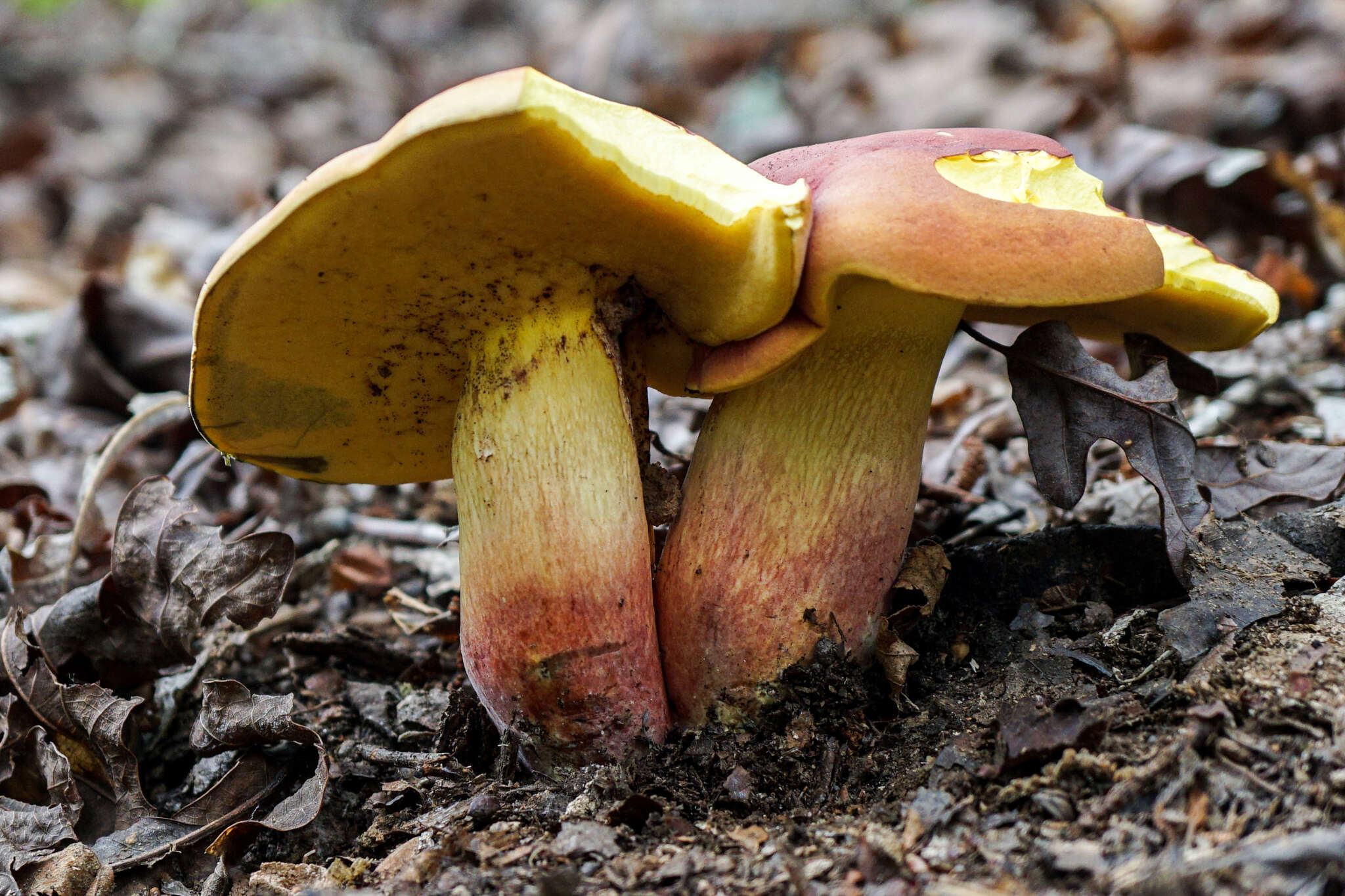 Sivun Boletus speciosus Frost 1874 kuva