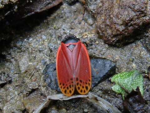 Image of Tomaspis biolleyi (Distant 1900)