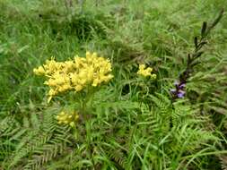 Image of Solidago nitida Torr. & A. Gray