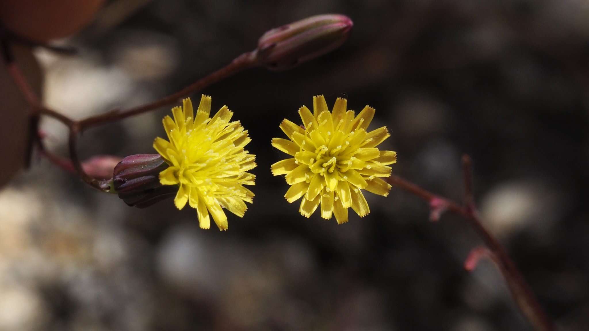 Image of Cleveland's desertdandelion