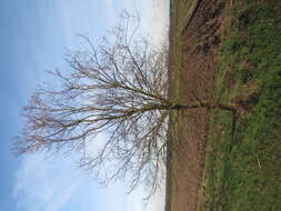 Image of Small-leaved Elm