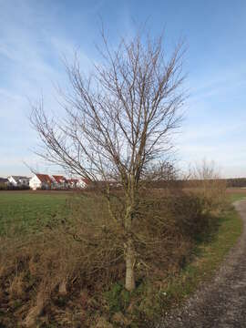 Image of Small-leaved Elm