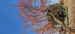 Image of Erythrina suberosa Roxb.