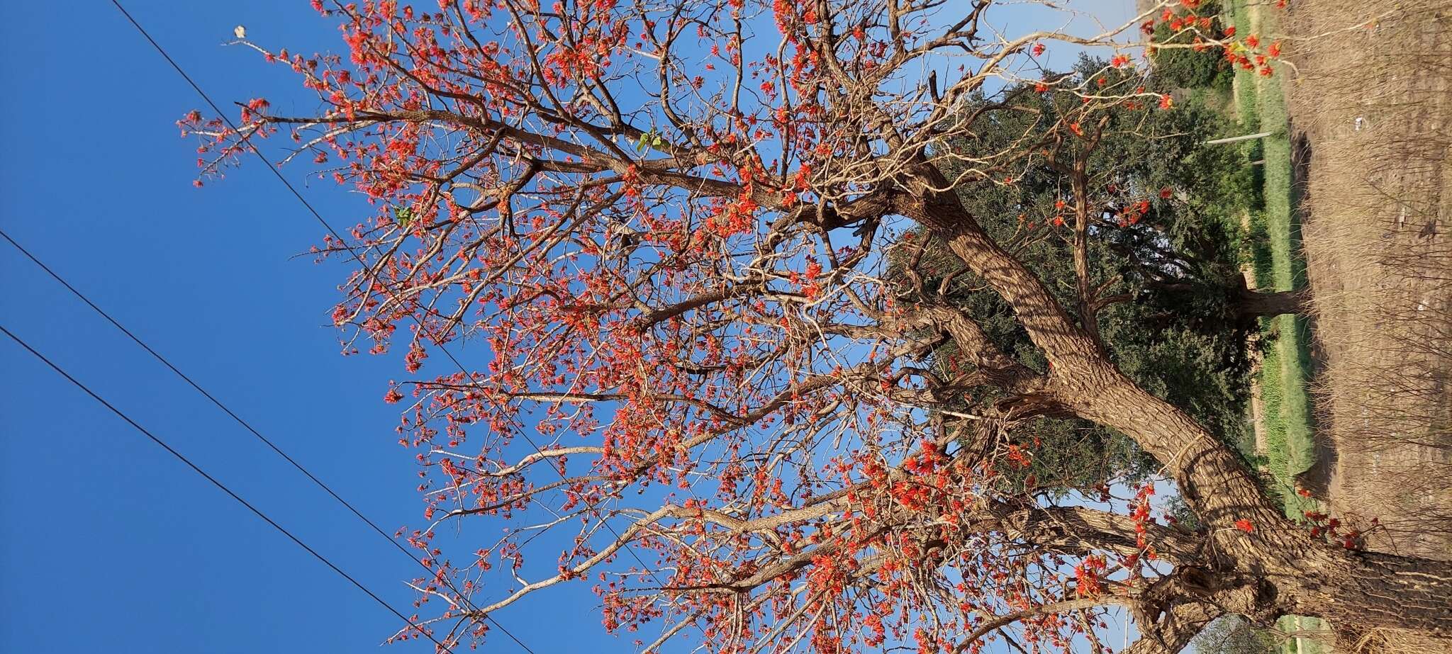 Plancia ëd Erythrina suberosa Roxb.