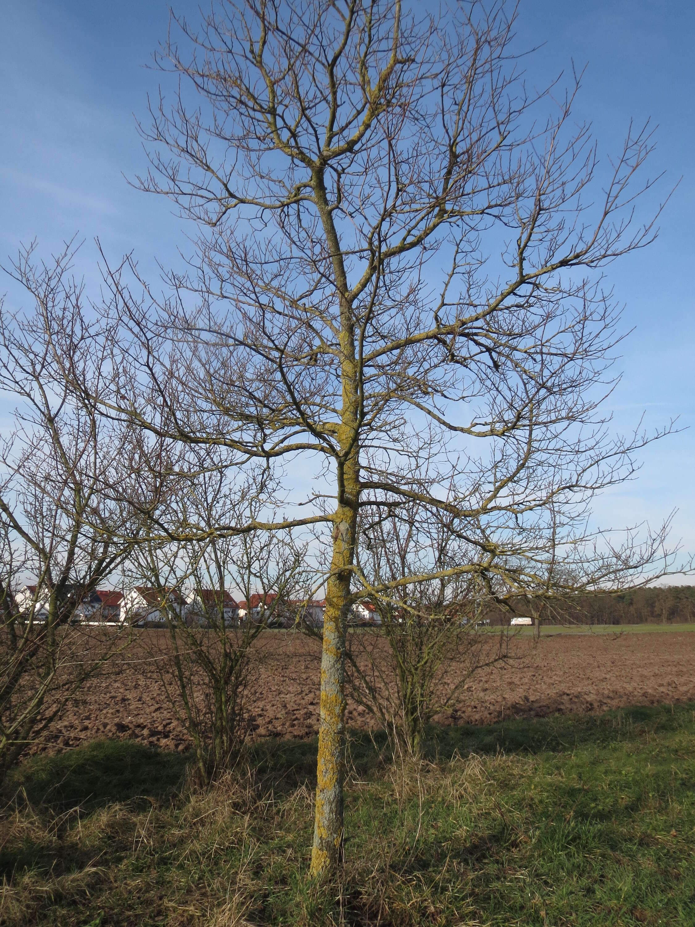 Image of Small-leaved Elm