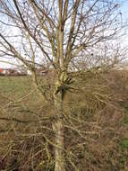 Image of Small-leaved Elm