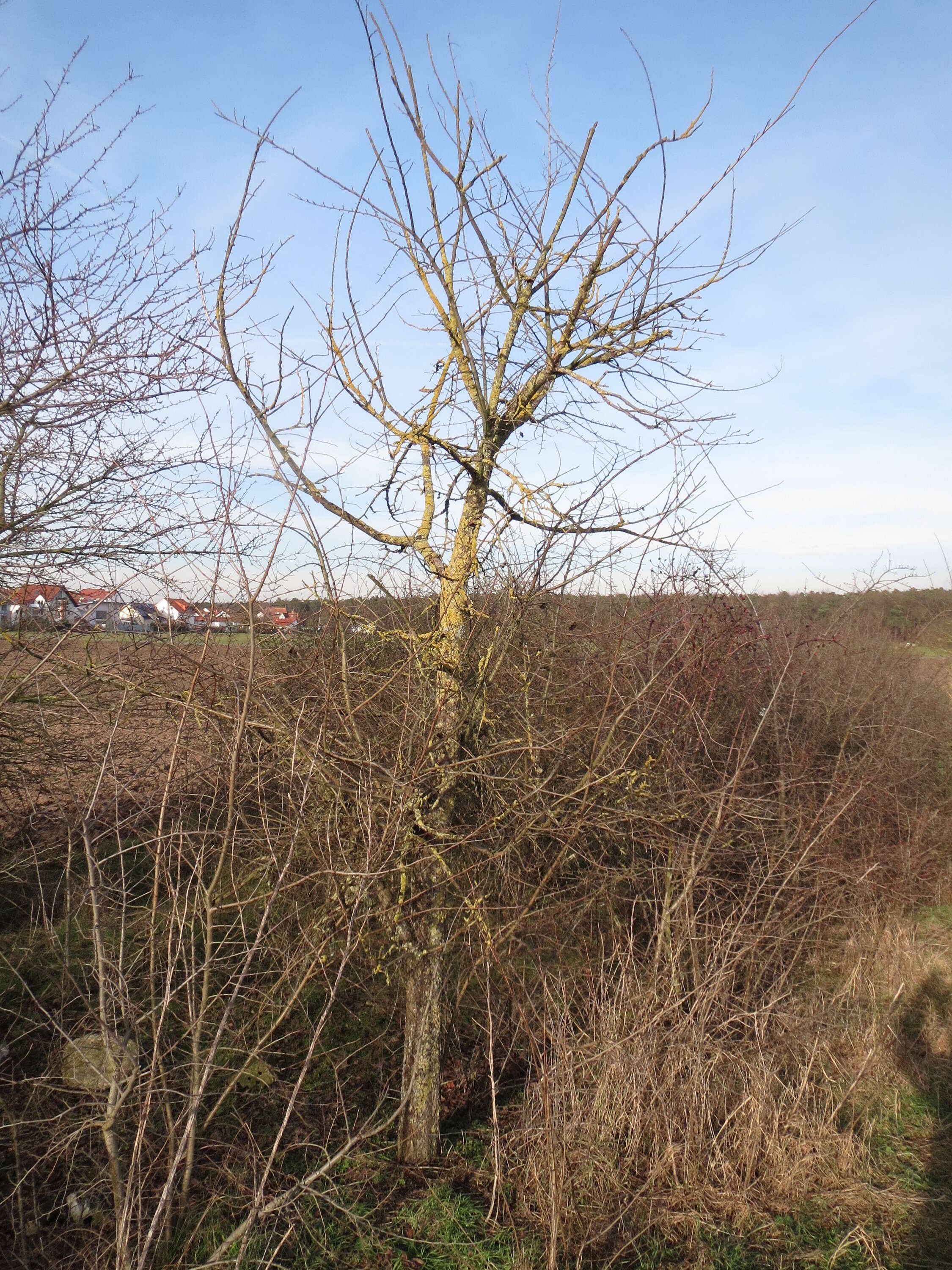 Image of Small-leaved Elm