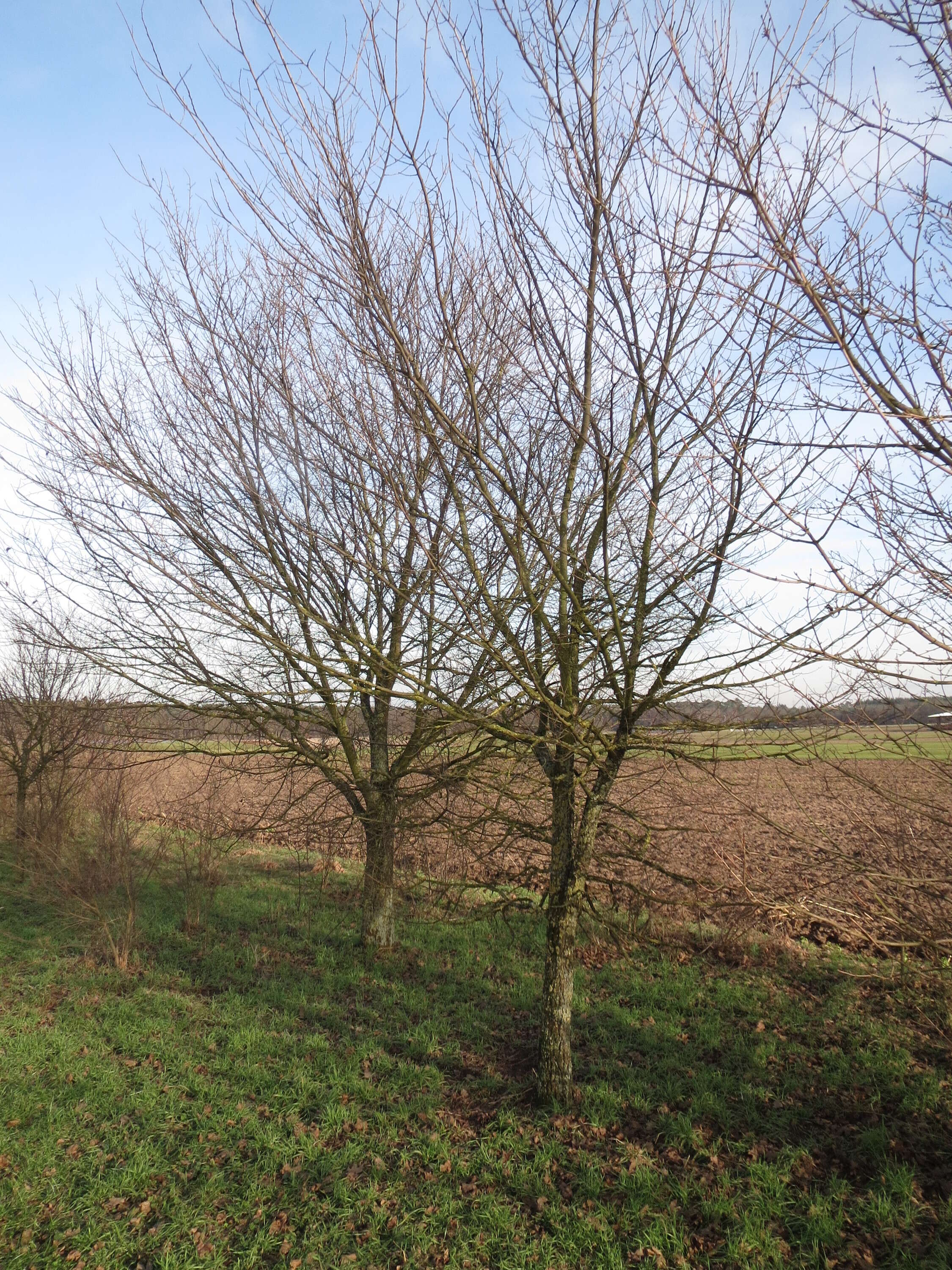 Image of Small-leaved Elm