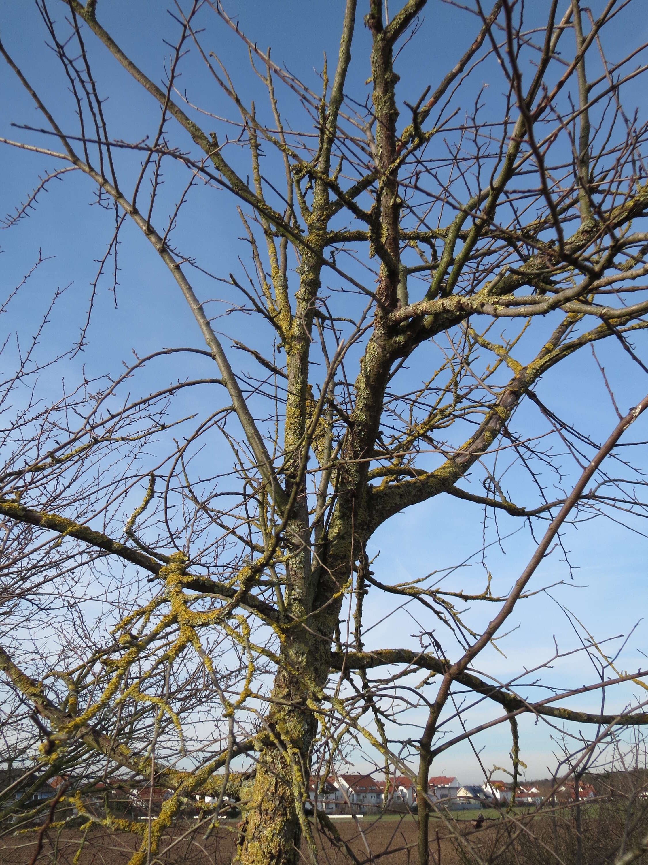 Image of Small-leaved Elm