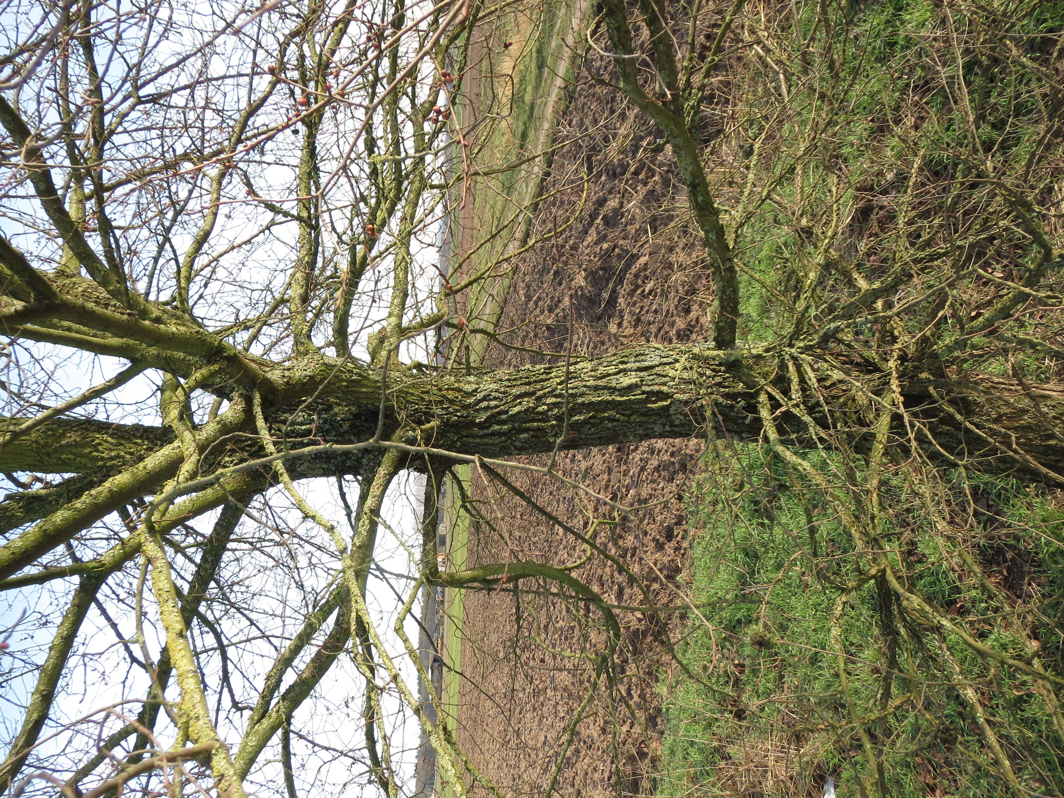 Image of Small-leaved Elm