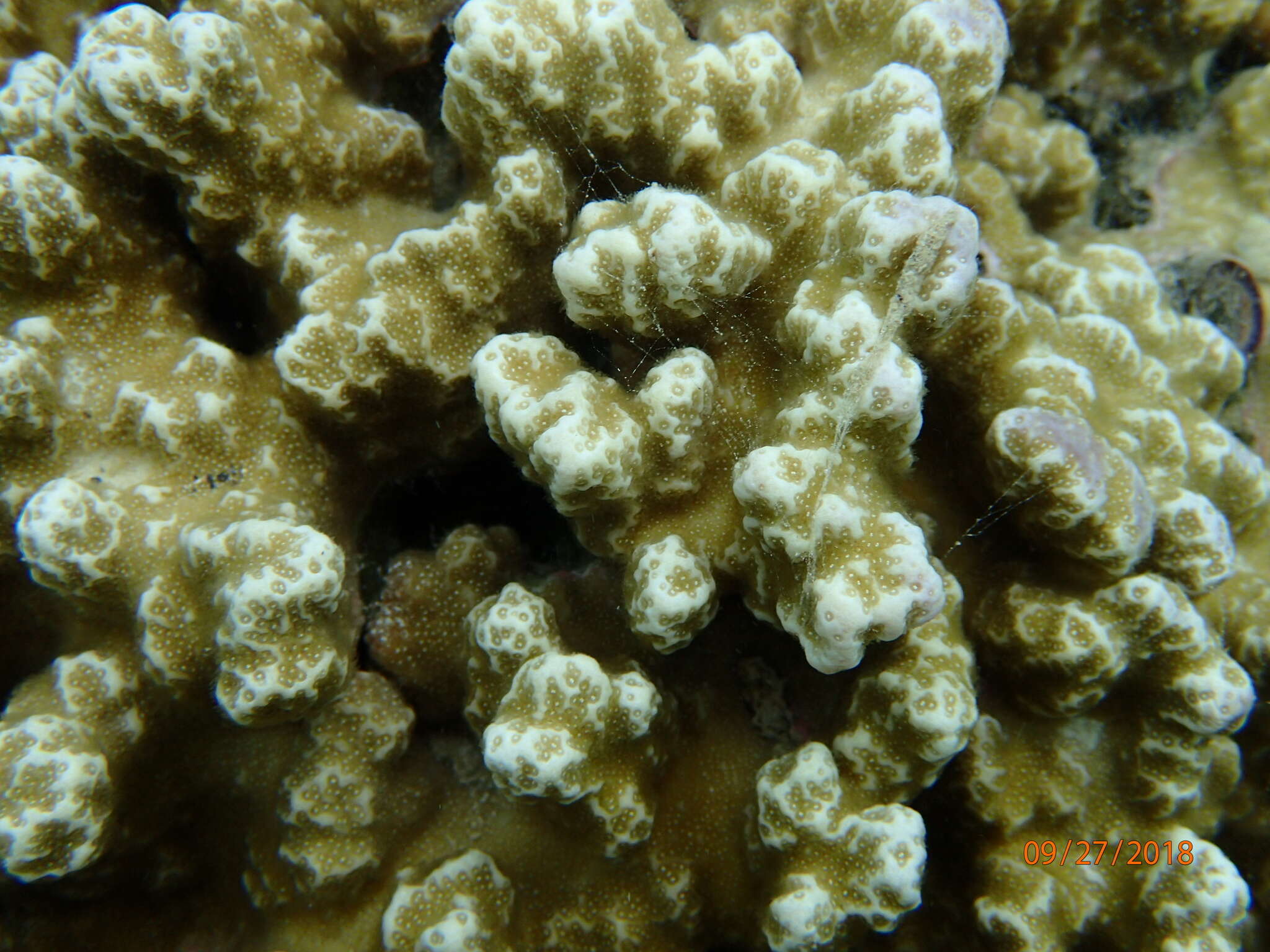 Image of Column coral