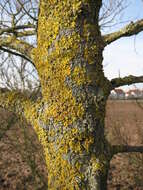 Image of orange wall lichen