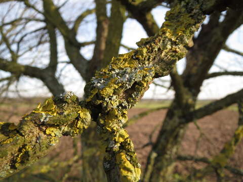 Image of orange wall lichen