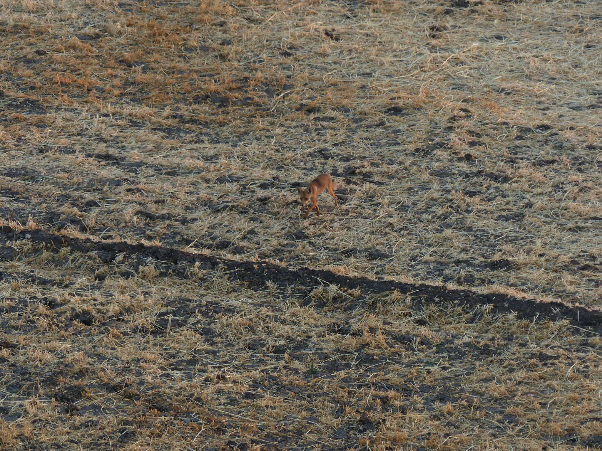 Image of Vulpes vulpes niloticus (É. Geoffroy Saint-Hilaire 1803)