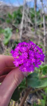 Image of Amelia's Sand Verbena