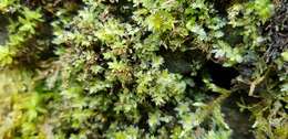 Image of stellar calcareous moss