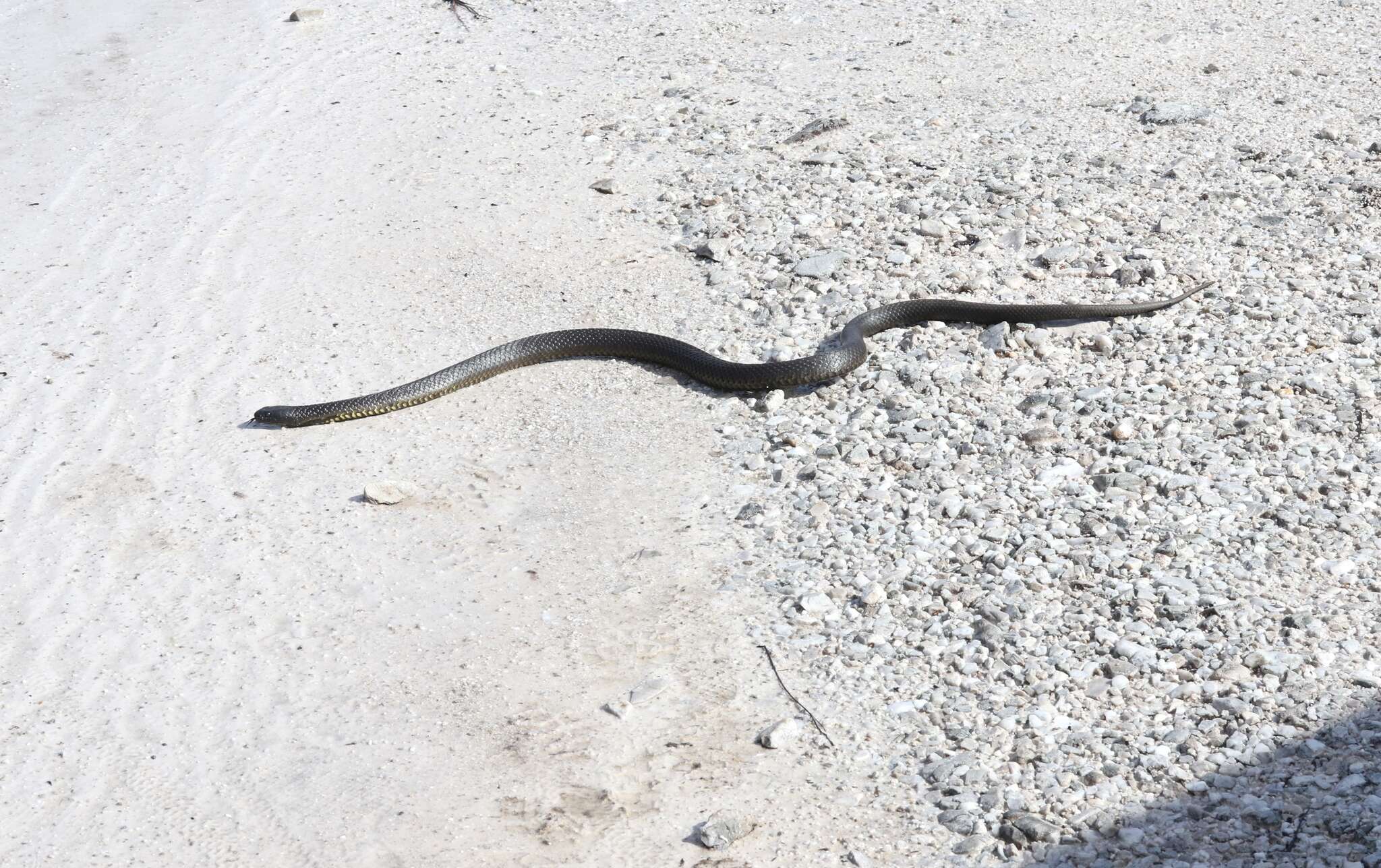 Image of Australian Tiger Snakes