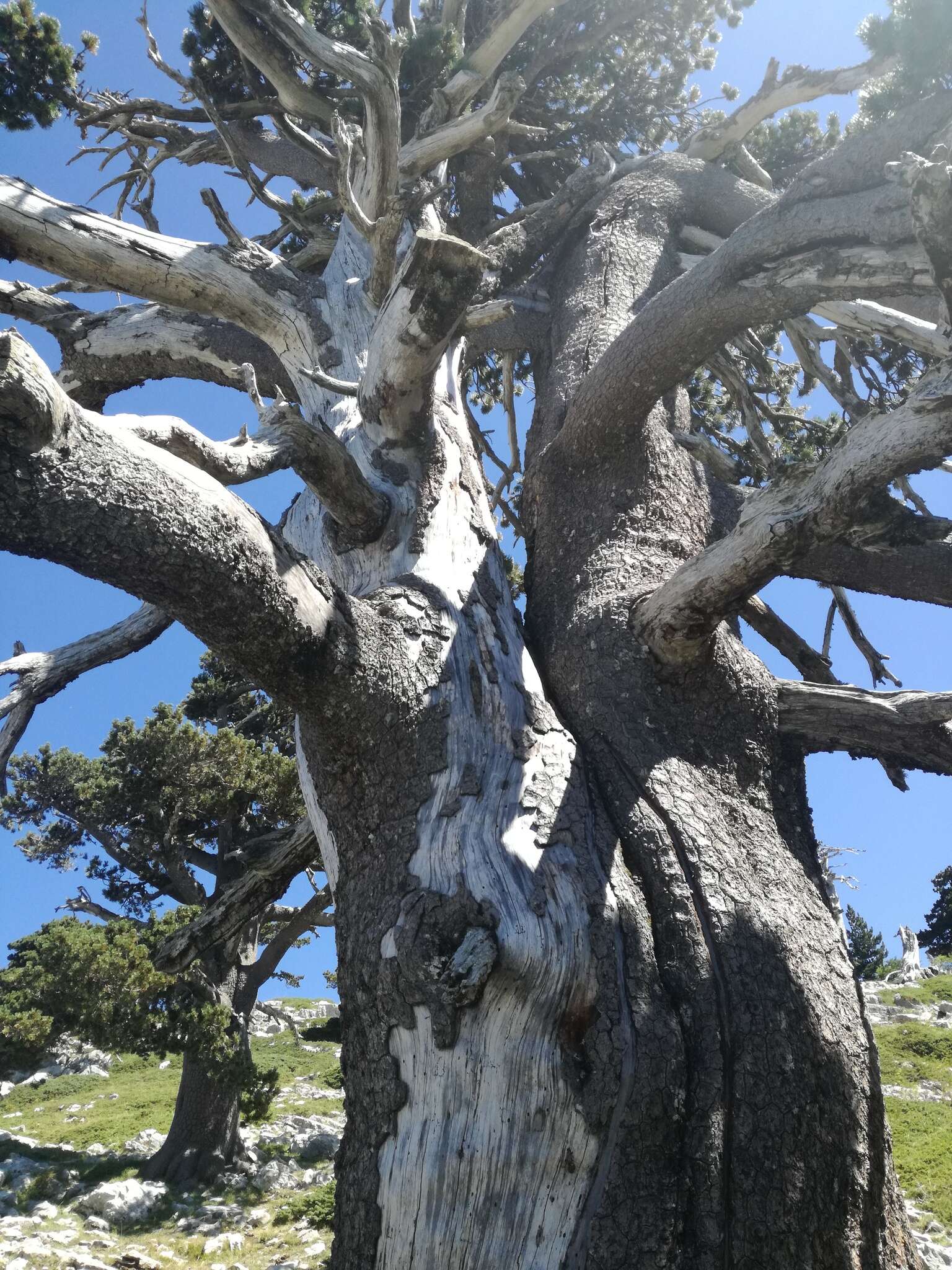 Image of Bosnian Pine