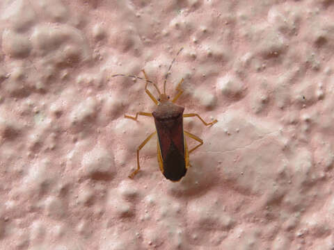 صورة Anasa varicornis (Westwood 1842)