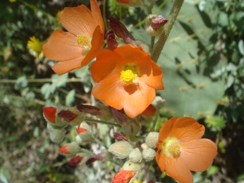 Image of globemallow