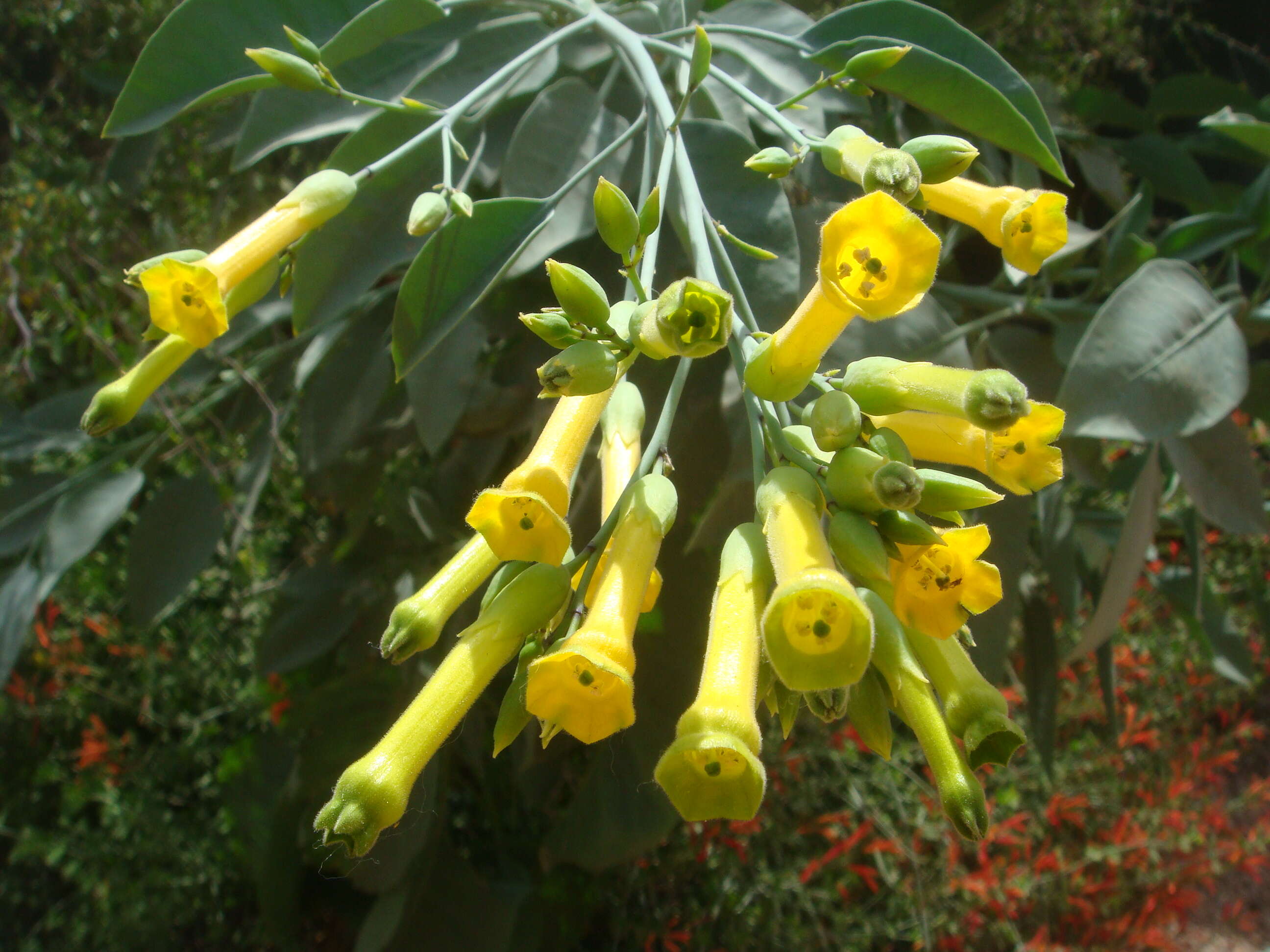 Image of tree tobacco