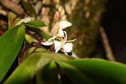 Imagem de Angraecum bracteosum Balf. fil. & S. Moore