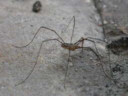 Image of Daddy longleg