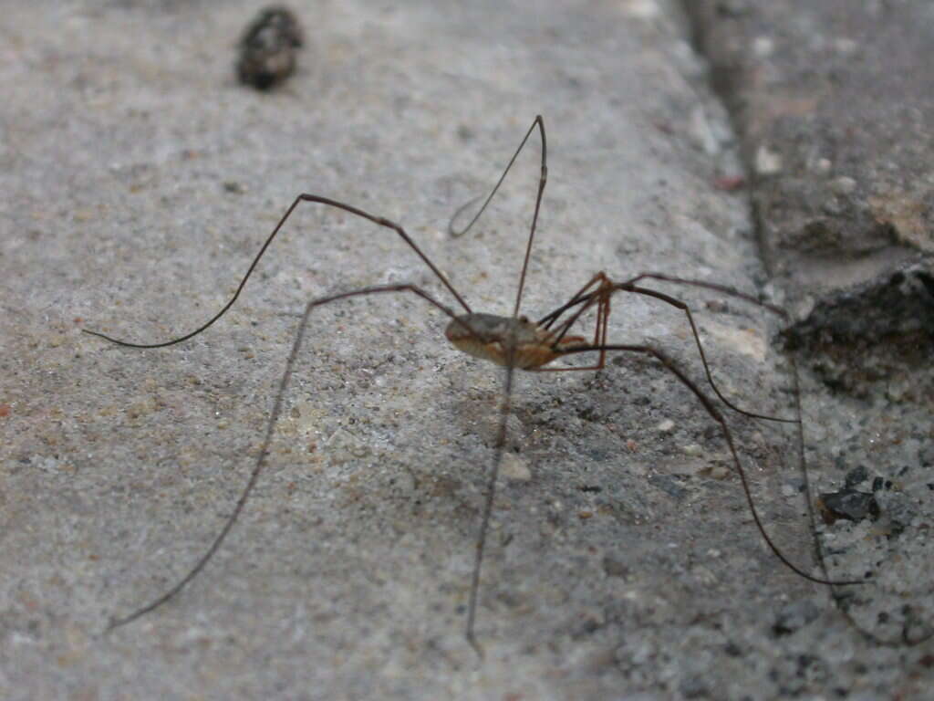 Image of Daddy longleg