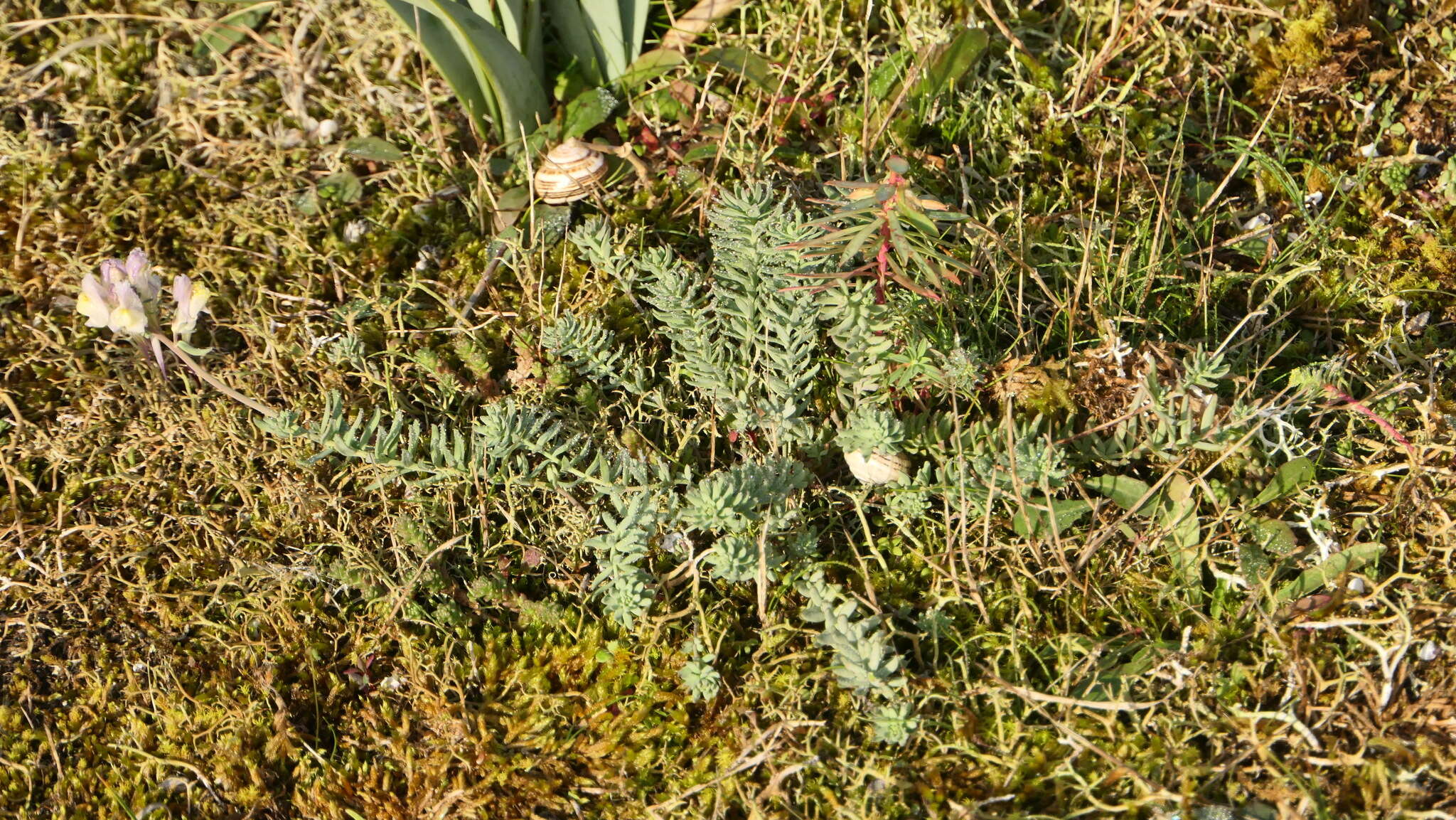Image of Linaria polygalifolia subsp. polygalifolia
