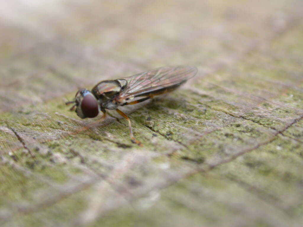 Image of Platycheirus scutatus (Meigen 1822)