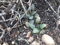 Слика од Haworthia pygmaea Poelln.