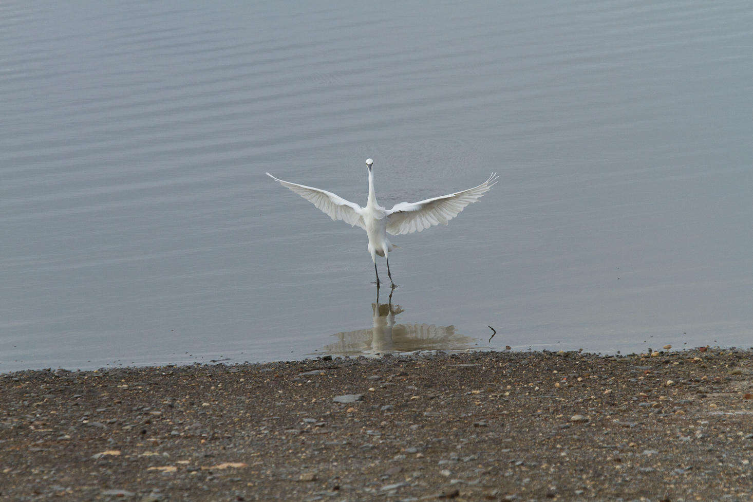 Sivun Egretta garzetta garzetta (Linnaeus 1766) kuva